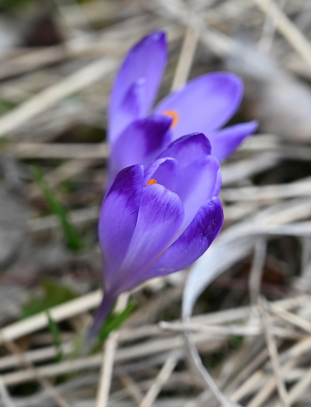 šafran spišský Crocus discolor G. Reuss