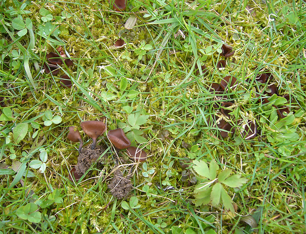 hľuznatka veternicová Dumontinia tuberosa (Bull.) L.M. Kohn