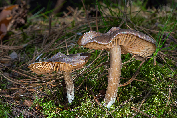 hodvábnica včasná Entoloma vernum S. Lundell