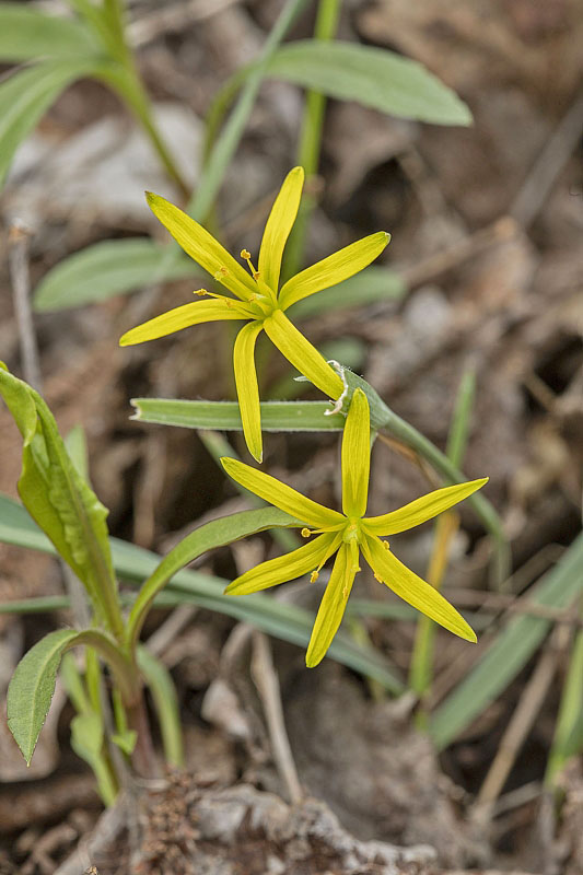 krivec Gagea sp.