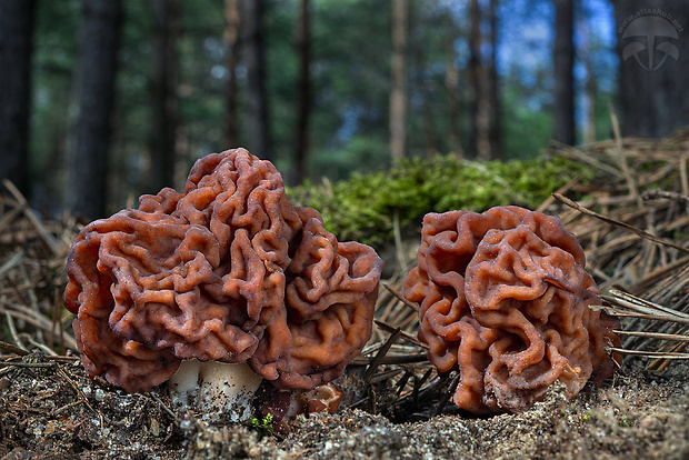 ušiak obyčajný Gyromitra esculenta (Pers.) Fr.