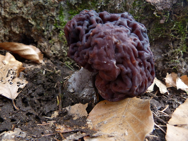 ušiak obyčajný Gyromitra esculenta (Pers.) Fr.