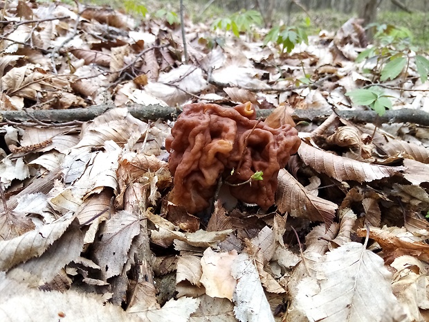 ušiak obrovský Gyromitra gigas (Krombh.) Cooke