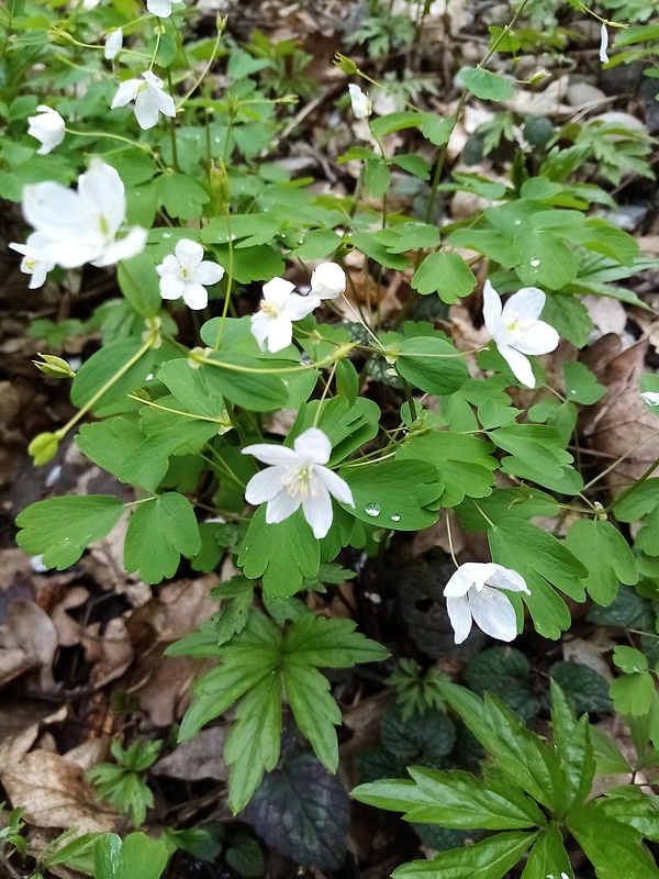 veterník žltuškovitý Isopyrum thalictroides L.