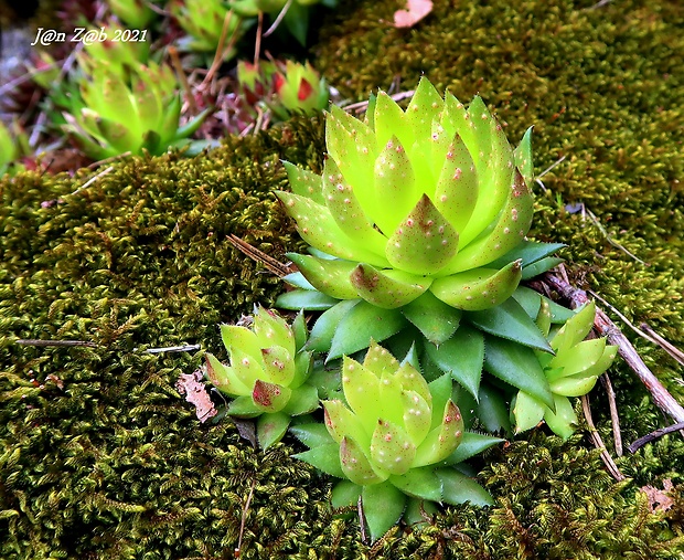 skalničník guľkovitý srstnatý Jovibarba globifera subsp. hirta (L.) J. Parn.