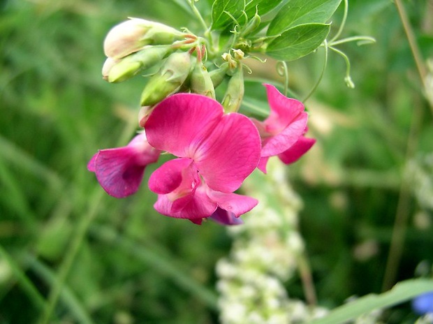 hrachor hľuznatý Lathyrus tuberosus L.