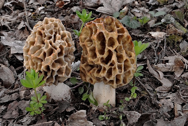 smrčok jedlý Morchella esculenta (L.) Pers.