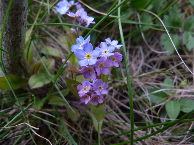 nezábudka Myosotis sp.