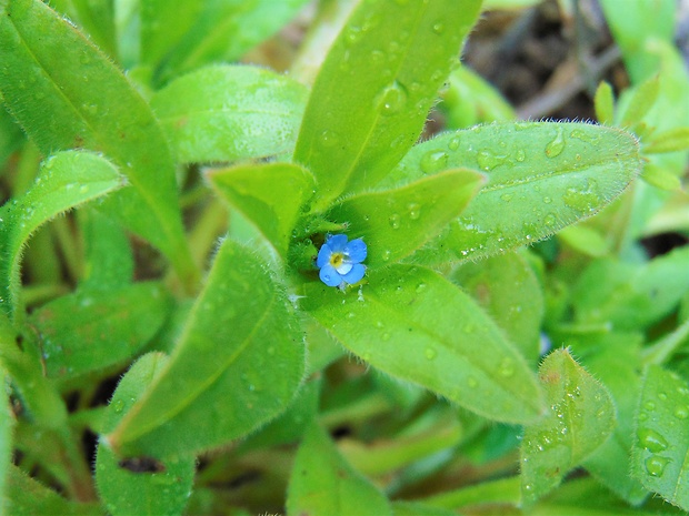 nezábudka riedkokvetá Myosotis sparsiflora Mikan ex Pohl