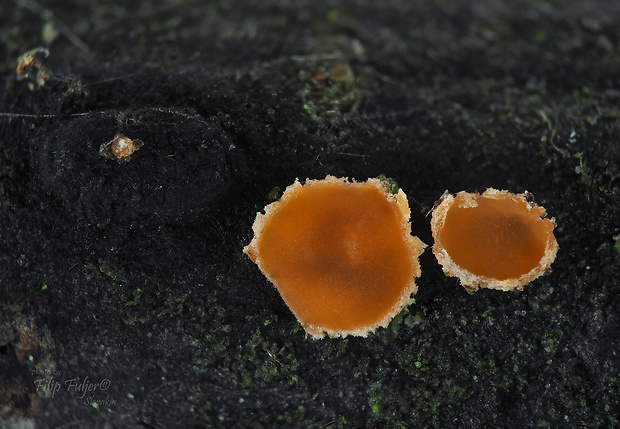 orbília Orbilia carpoboloides (P. Crouan & H. Crouan) Baral