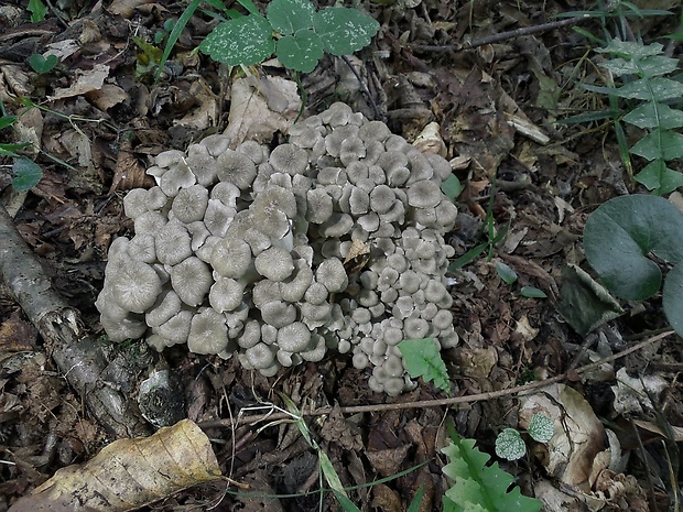 trúdnik klobúčkatý Polyporus umbellatus (Pers.) Fr.