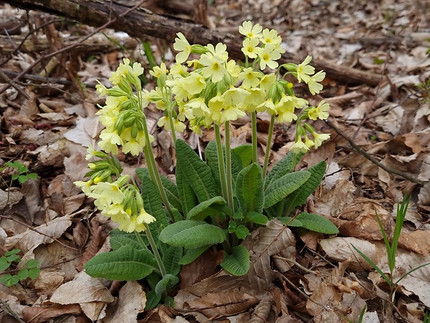 prvosienka vyššia Primula elatior (L.) L.