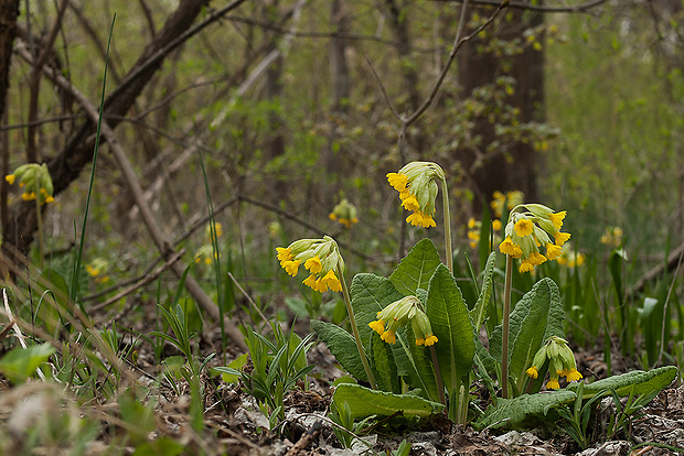 prvosienka jarná Primula veris L.