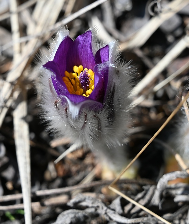 poniklec slovenský Pulsatilla slavica Reuss