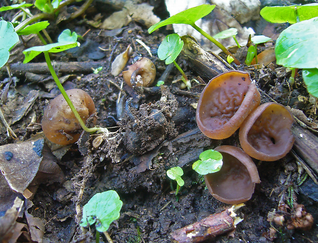 hľuznatka  Sclerotinia ficariae Rehm