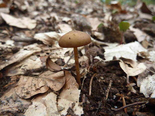 peniazočka smreková Strobilurus esculentus (Wulfen) Singer