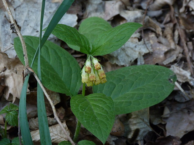 kostihoj hľuznatý Symphytum tuberosum L.