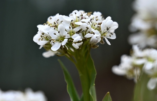 peniažtek modrastý Thlaspi caerulescens J. Presl et C. Presl