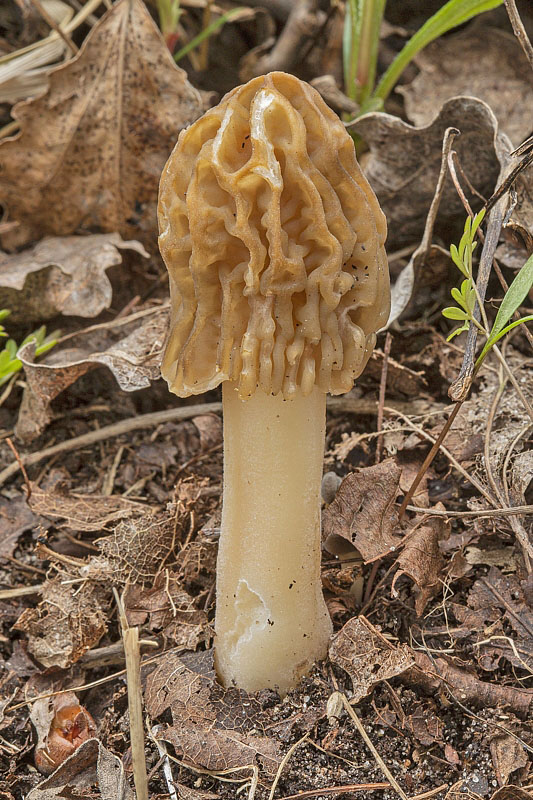 smrčkovec český Verpa bohemica (Krombh.) J. Schröt.