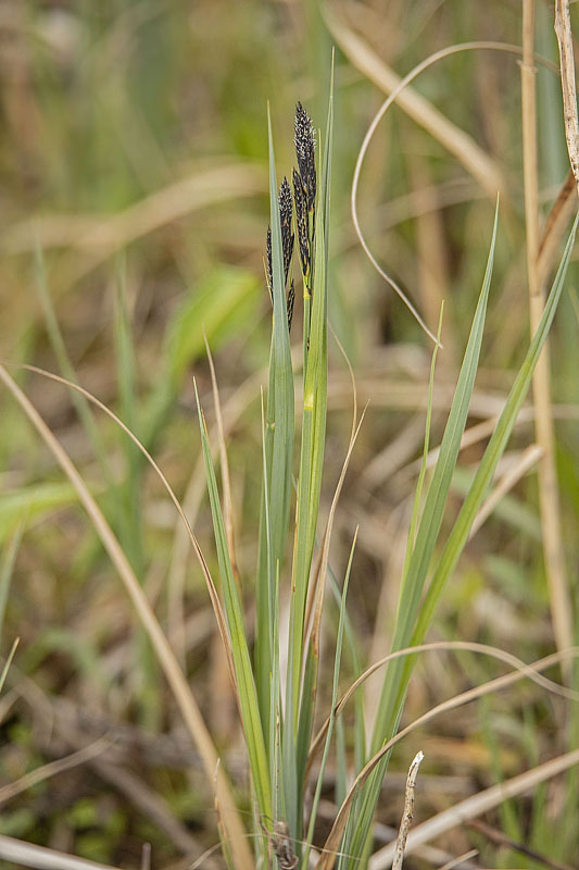 ostrica?