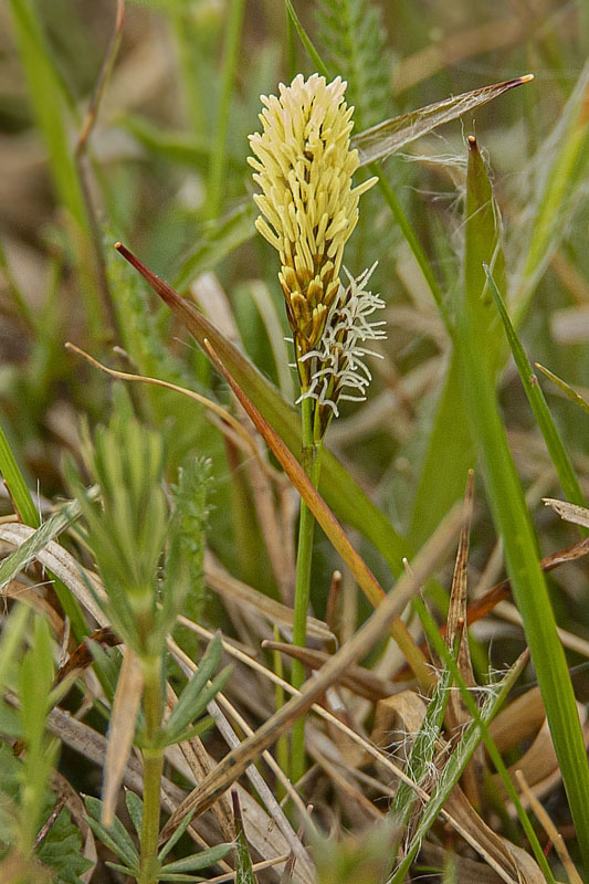 ostrica?