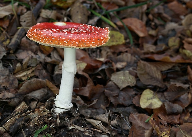 muchotrávka červená Amanita muscaria (L.) Lam.