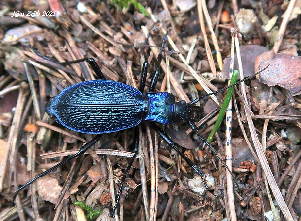 bystruška vráskavá  Carabus intricatus