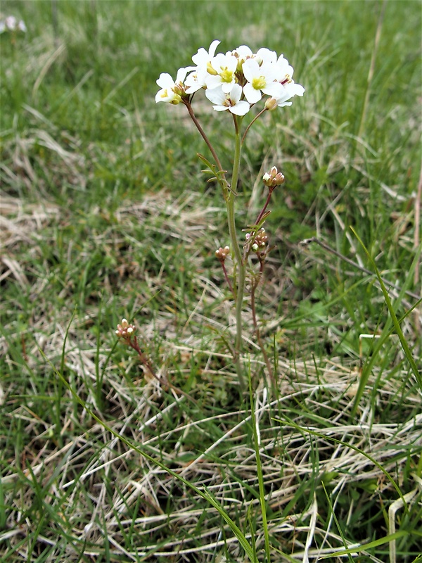 žerušnica lúčna Cardamine pratensis L.