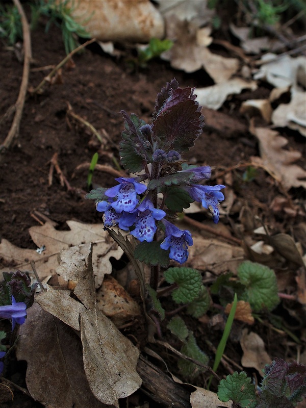 zádušník brečtanovitý Glechoma hederacea L.