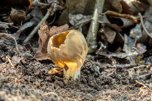 chriapač kalíškovitý Helvella acetabulum (L.) Quél.