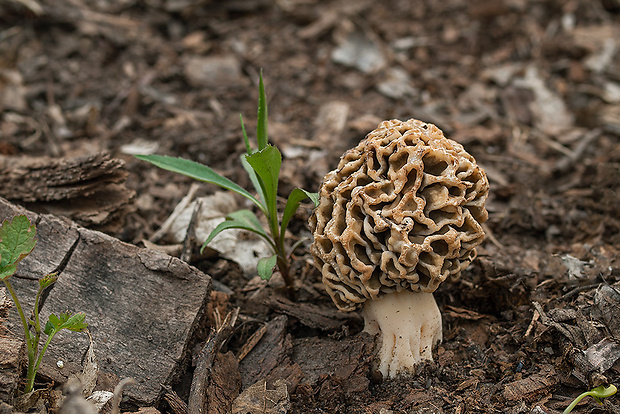 smrčok jedlý Morchella esculenta (L.) Pers.