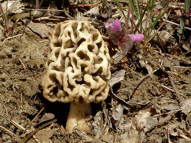 smrčok Morchella sp.