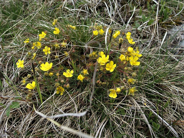 nátržník ssp. Potentilla ssp.