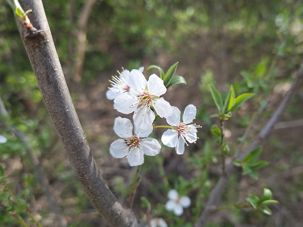 trnka obyčajná Prunus spinosa L.