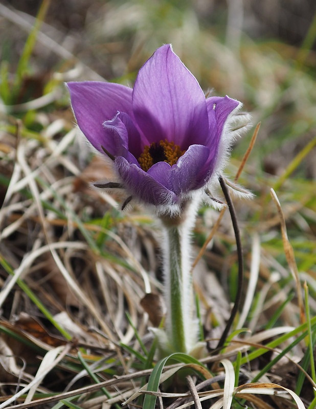 poniklec slovenský Pulsatilla slavica Reuss