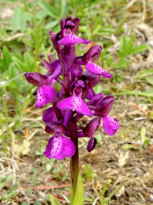 červenohlav obyčajný Anacamptis morio (L.) R. M. Bateman, A. M. Pringeon & M. W. Chase