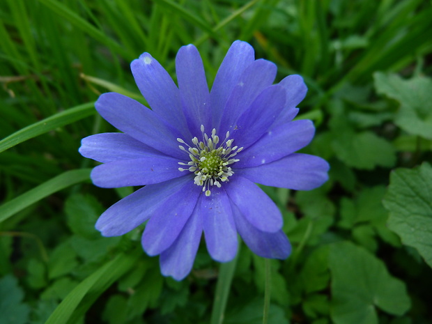 veternica vznešená Anemone blanda Schott et Kotschy