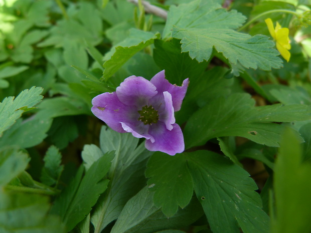 veternica hájna Anemone nemorosa L.