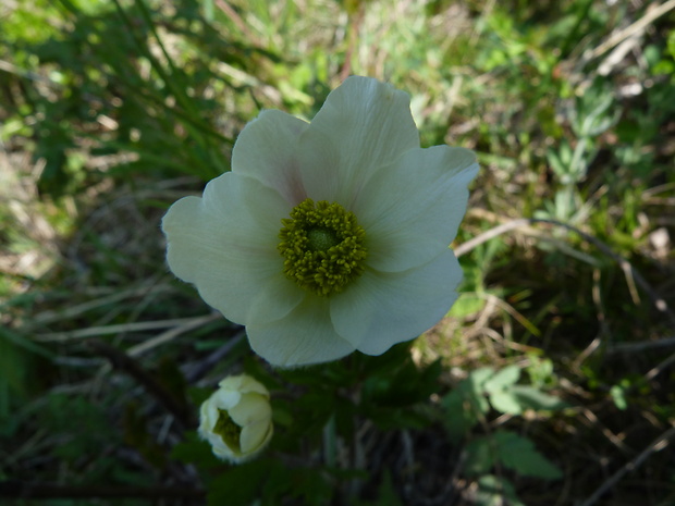 veternica lesná Anemone sylvestris L.