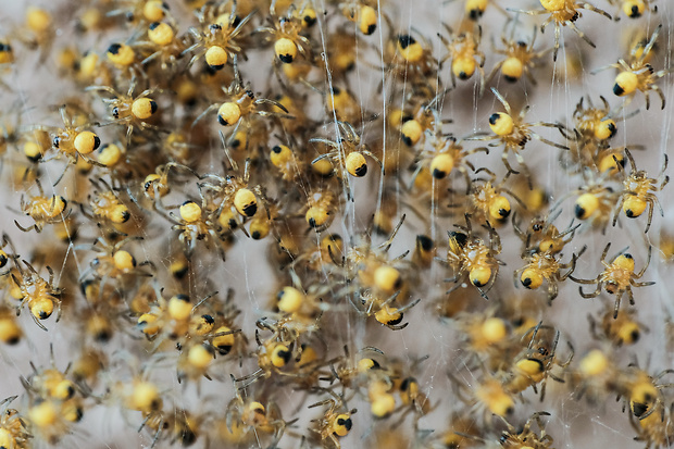 križiak obyčajný Araneus diadematus