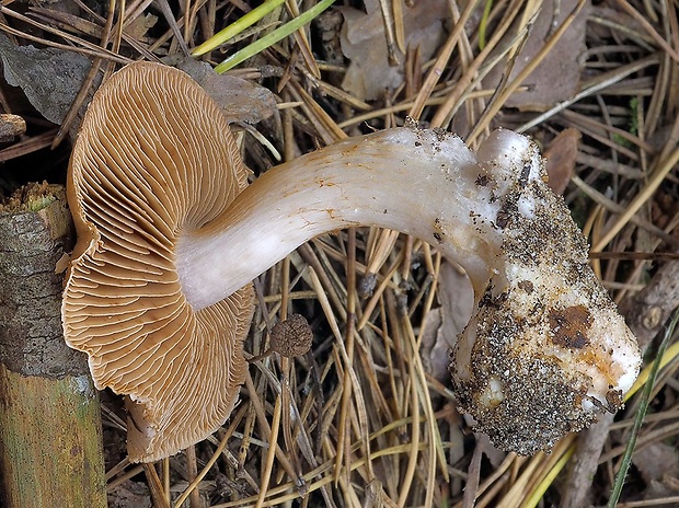 pavučinovec plnší Cortinarius turgidoides Rob. Henry