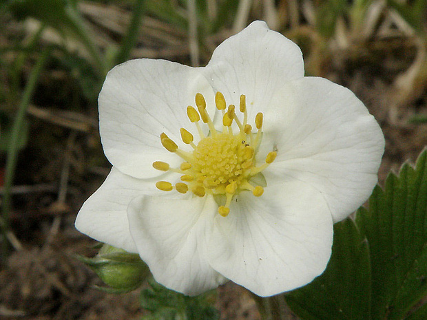 jahoda obyčajná Fragaria vesca L.