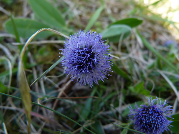 guľôčka bodkovaná Globularia punctata Lapeyr.