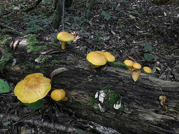 šupinovec Gymnopilus sp.