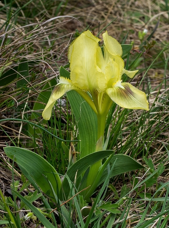 kosatec nízky Iris pumila L.