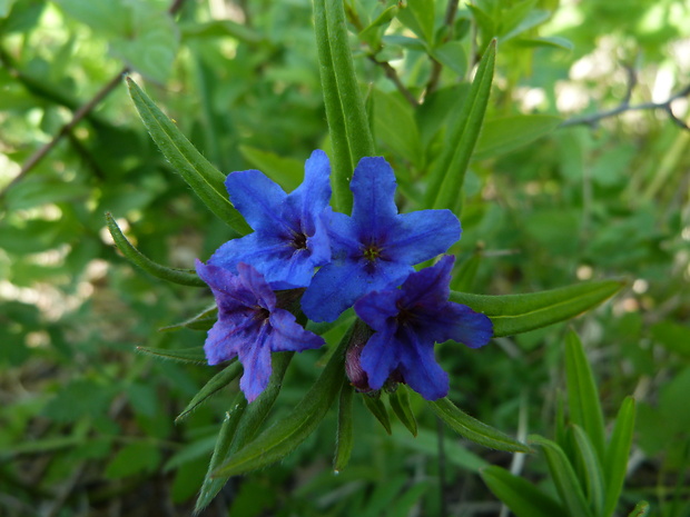 kamienka modropurpurová Lithospermum purpurocaeruleum L.