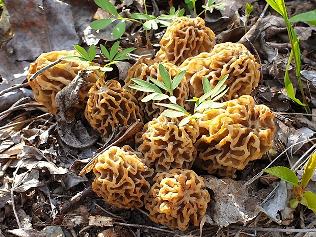 smrčok jedlý Morchella esculenta (L.) Pers.