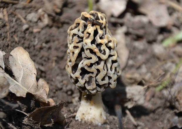 smrčok jedlý Morchella esculenta (L.) Pers.