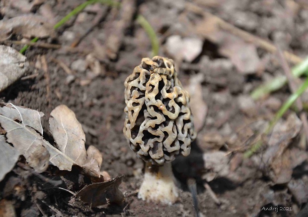 smrčok jedlý Morchella esculenta (L.) Pers.