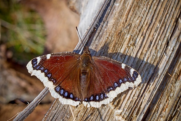 babôčka osiková Nymphalis antiopa Linnaeus, 1758